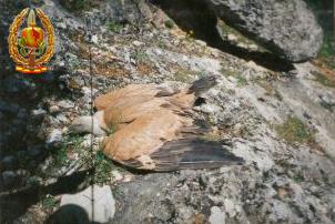 GOE II 1996 085.jpg